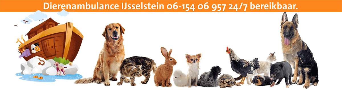 Dierenambulance IJsselstein | Huisdieren vervoer service